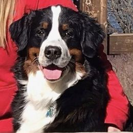 Bernese Mountain Dogs from Rivendell Bernese Mountain Dogs