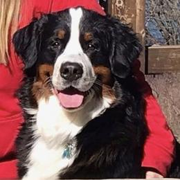 Bernese Mountain Dogs from Rivendell Bernese Mountain Dogs