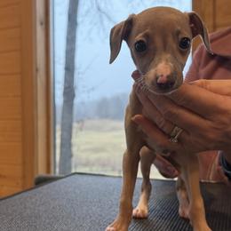 Girl 2 - Blue fawn female Italian Greyhound puppy in North Carolina from Celtic Sighthounds