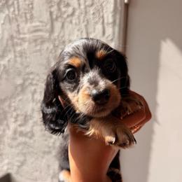 Black dapple longhaired girl - Dapple female Dachshund puppy in Lemon Grove, California from GMZ Doxies SD