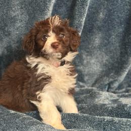Magnolia - Red tri-color female Australian Shepherd puppy in Columbia Falls, Montana from Firefly Horse Co Wellness Retreat Center