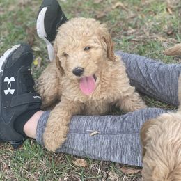Goldendoodle and Poodle Puppies from Guthrie Farms