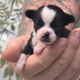 Ying Yang - Black and white female Chihuahua puppy in East Camden, Arkansas from RoyAl