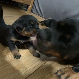 Rottweiler Puppies from Von Insel Zu Berg Rottweilers