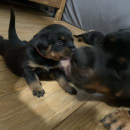 Rottweiler Puppies from Von Insel Zu Berg Rottweilers