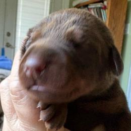 Black collar - Red and rust male Doberman Pinscher puppy in Xenia, Ohio from Davis Family Dobermans