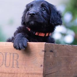 Goldendoodle Puppies from Dandy Doodles