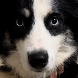 Aussiedoodles, Companion Crosses, and Goldendoodles from Woof Den Kennels