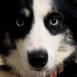 Aussiedoodles, Companion Crosses, and Goldendoodles from Woof Den Kennels