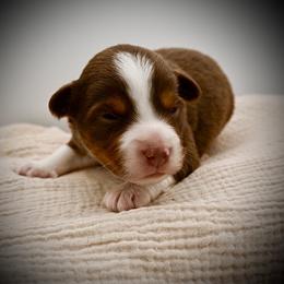 Woodrow - Red tri-color male Miniature American Shepherd puppy in Valley Springs, California from Raindance Ranch