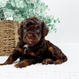 Snickers - Chocolate male Cavapoo puppy in North Carolina from NC Doodle Puppies