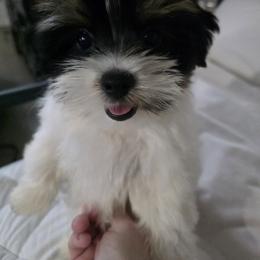 Biewer Terrier and Yorkshire Terrier Puppies from Treasures of Neptune Cove