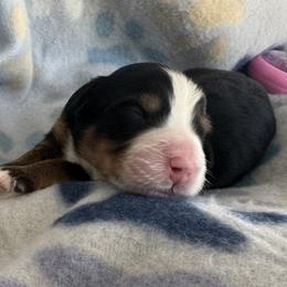 Master Gregory - Tri-color male Bernedoodle puppy in Forsyth, Illinois from Birdies Mini Bernedoodles