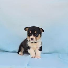 Shania x Wilson Black Color - Black and tan male Pembroke Welsh Corgi puppy in Grass Valley, California from Triple M Ranch Corgi's