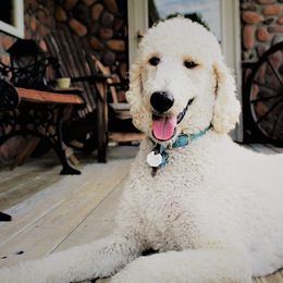 Poodles from Lavender's Stunning Standards