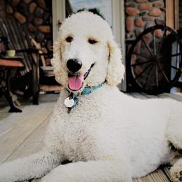 Poodles from Lavender's Stunning Standards