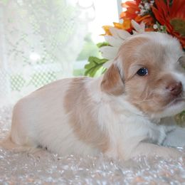 Australian Labradoodle Puppies from Windsor Creek Labradoodles