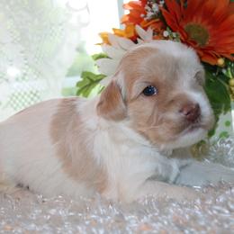 Australian Labradoodle Puppies from Windsor Creek Labradoodles