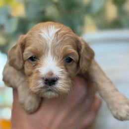 Moonshine - Red female Cavapoo puppy in Yuciapa, California from AlltheDoodlez_
