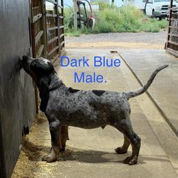 Dark blue - Blue ticked male Bluetick Coonhound puppy in Bennett, Colorado from 5280 Blue Ticks