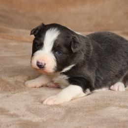 Jingle - AKC Reg Slate (Blue) - Slate male Border Collie puppy in Courtland, Alabama from C Bar C Ranch Border Collies