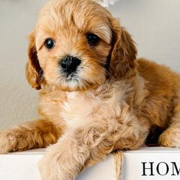 Nugget - Apricot male Cavapoo puppy in San Antonio, Texas from Cariad Doodles