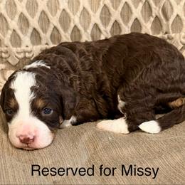 Birdie - Tri-color female Bernedoodle puppy in Royse City, Texas from Platinum Bernedoodles of Texas