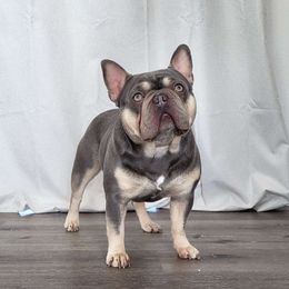 Goose - French Bulldog