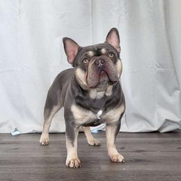 Goose - French Bulldog