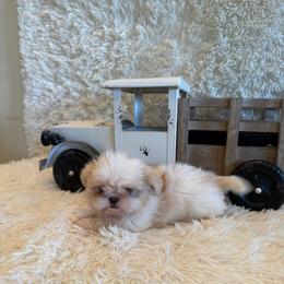 Brook - Liver male Shih Tzu puppy in Success, Missouri from Sweet Success