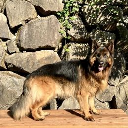 German Shepherd Puppies from Majestic Royal German Shepherd’s