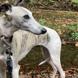 Miniature Schnauzers and Whippets from Saving Grace