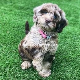 Australian Labradoodle, Cavapoo, and Goldendoodle Puppies from Deer Creek Labradoodles