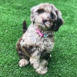 Australian Labradoodle, Cavapoo, and Goldendoodle Puppies from Deer Creek Labradoodles