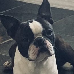 Boston Terriers from Gold Buckle Kennel