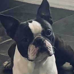 Boston Terriers from Gold Buckle Kennel