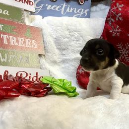 Border Collie and Jack Russell Terrier Puppies from CP FARMS BORDER COLLIES N JACKS CORP