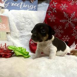 Border Collie and Jack Russell Terrier Puppies from CP FARMS BORDER COLLIES N JACKS CORP