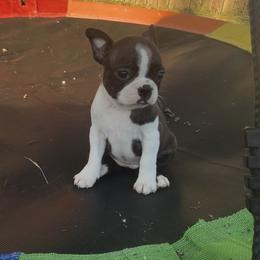 Tessa - Brindle and white female Boston Terrier puppy in Tenmile, Oregon from High Plains French Bulldogs,Boston Terriers and Frenchtons.