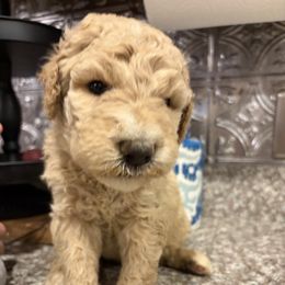 Girl with a white spot on nose - Cream female Goldendoodle puppy in Lumberton, Texas from Southeast Texas Goldendoodles