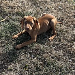 Grey - Golden rust male Vizsla puppy in Sioux County, Iowa from Pheasant Poppers Vizslas