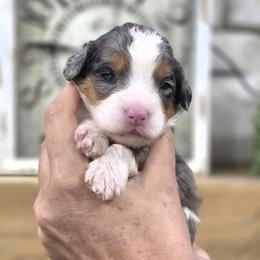 Hannah - Blue merle female Bernedoodle puppy in Dothan, Alabama from Farquharson's Poodles&Doodles