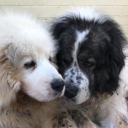 Pyrenean Mastiff All Grown Up from SaddleDog Farm