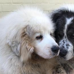 Pyrenean Mastiff All Grown Up from SaddleDog Farm