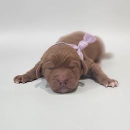 Amber - Red  female Goldendoodle puppy in Mocksville, North Carolina from Hunting Creek Farm & Kennel