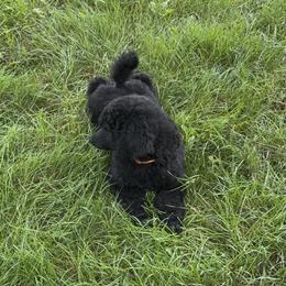 Wager (Orange Collar Boy) - Black male Poodle puppy in Cambridge, Wisconsin from Champagne Poodles