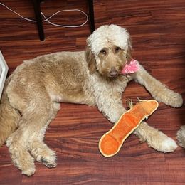 Goldendoodles from D & D Golden Doodles, LLC