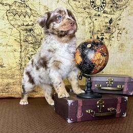 Haven - Red merle female Australian Shepherd puppy in West Union, Iowa from Boundless Hearts Australian Shepherds LLC