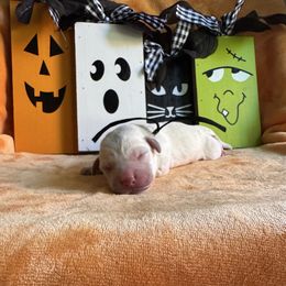 Black Collar Male - Yellow male Labrador Retriever puppy in Kissimmee, Florida from SunState Labs