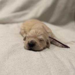Female pick 1 - Golden female Golden Retriever puppy in Colville, Washington from Columbia Ridge Goldens